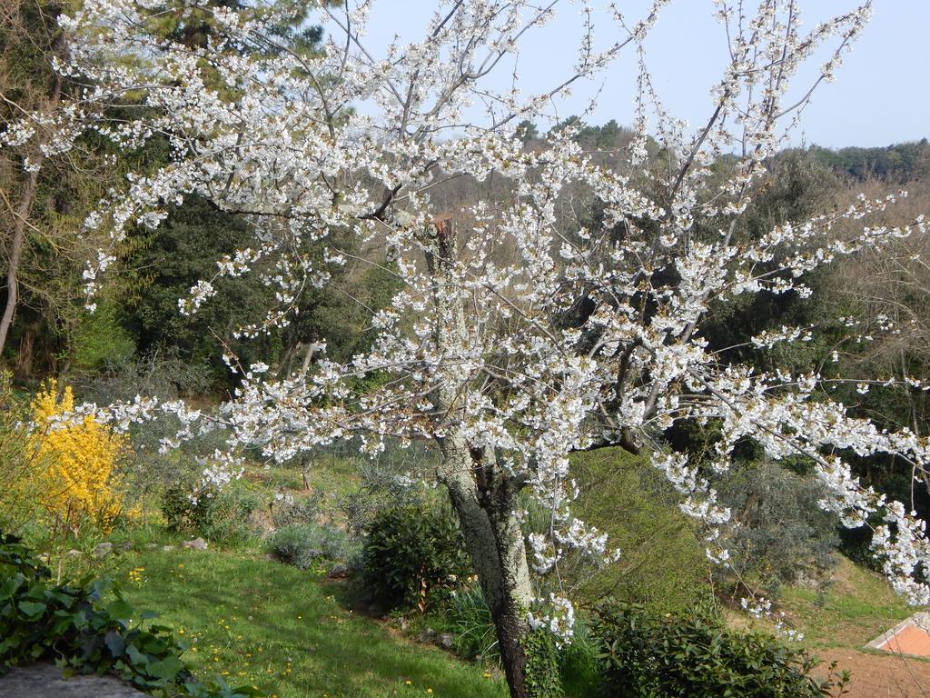I Lecci Bed & Breakfast Lerici Exterior photo